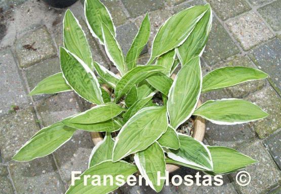 Hosta Herifu