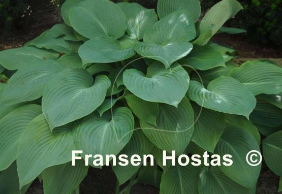 Hosta Herkules