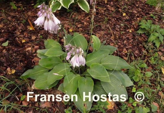 Hosta Herkules