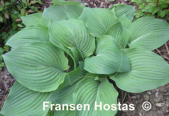 Hosta Herkules