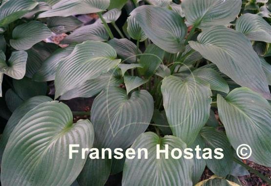Hosta Herkules