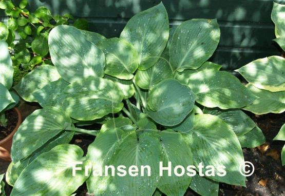 Hosta Herkules