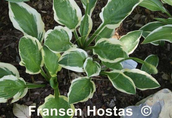 Hosta Hertha