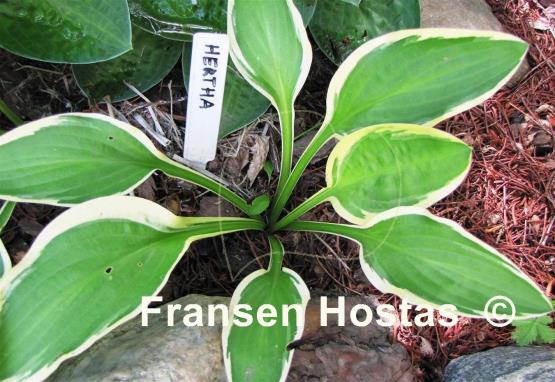 Hosta Hertha