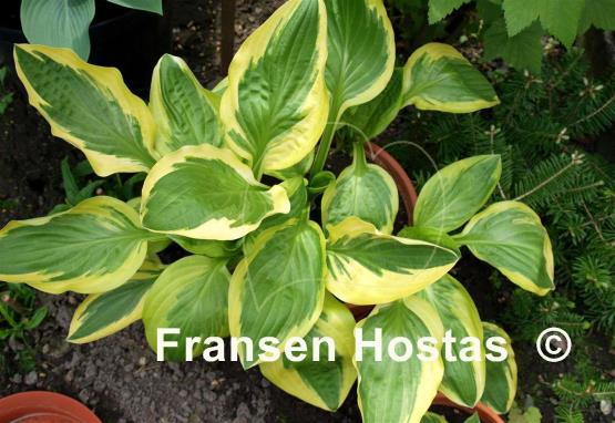 Hosta Hertha