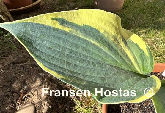 Hosta Hi-Class