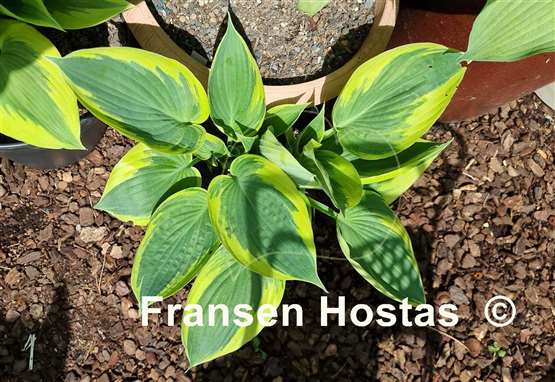 Hosta Hi-Class