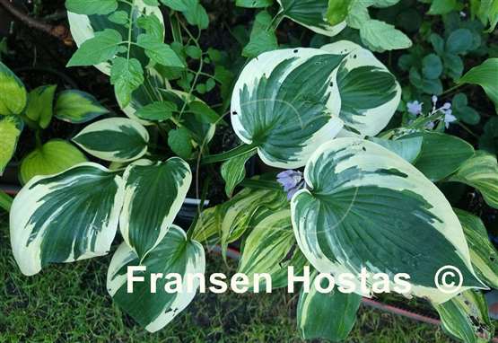 Hosta Hi-Class