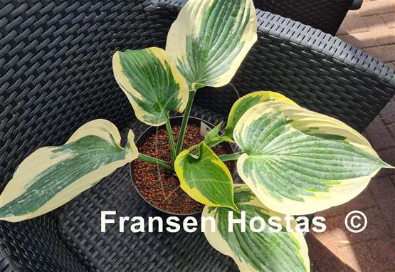 Hosta Hi-Class
