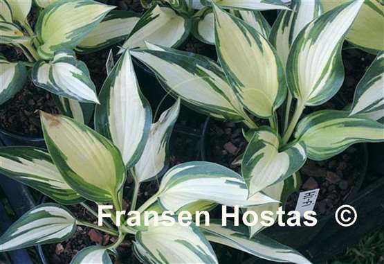 Hosta Hi-Fi
