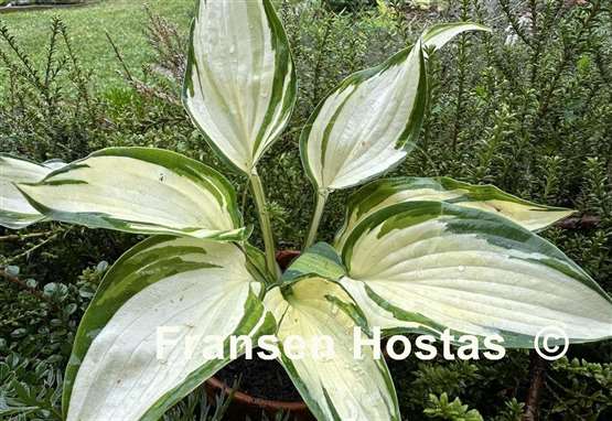 Hosta Hi-Fi