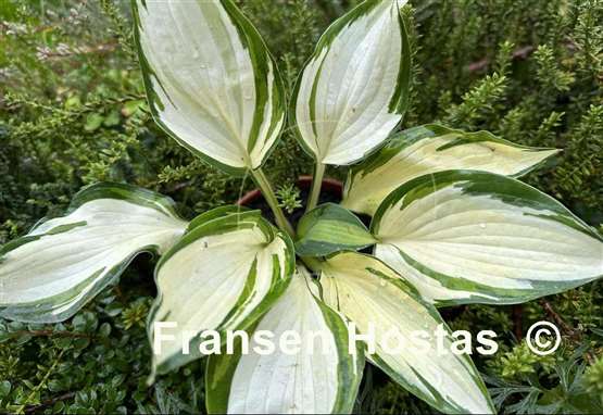 Hosta Hi-Fi