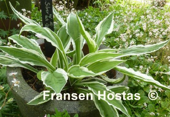 Hosta Hi Ho Silver