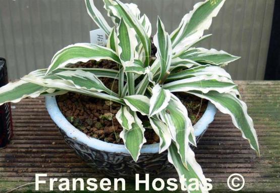 Hosta Hi Ho Silver