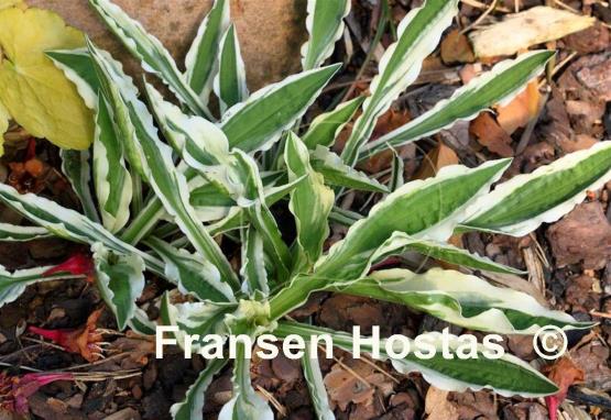 Hosta Hi Ho Silver