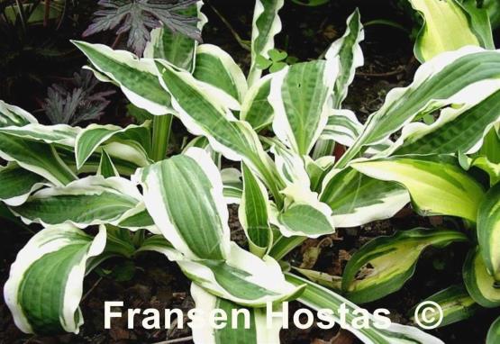 Hosta Hi Ho Silver