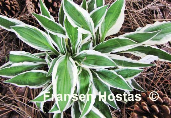 Hosta Hi Ho Silver