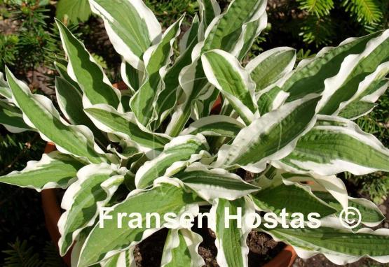 Hosta Hi Ho Silver