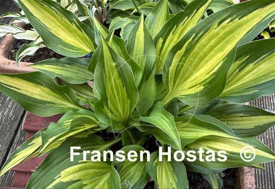Hosta Hidden Cove