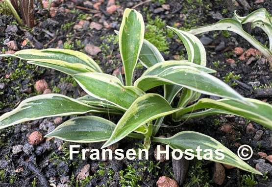 Hosta Hidden Treasure