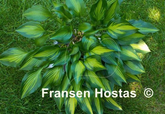 Hosta Hidden Cove