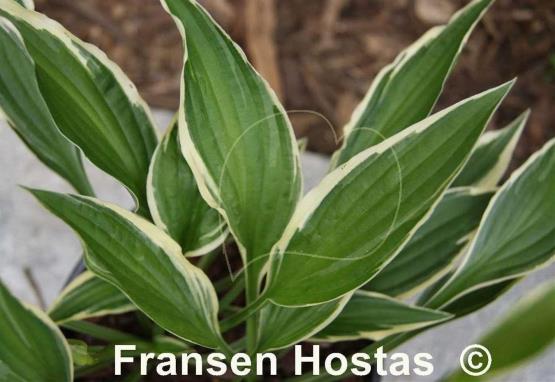 Hosta Hidden Treasure