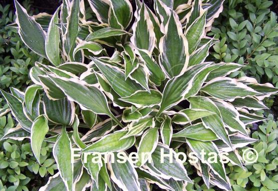 Hosta Hidden Treasure