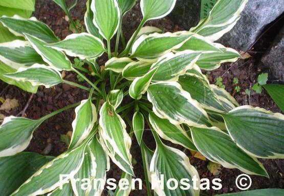 Hosta Hidden Treasure