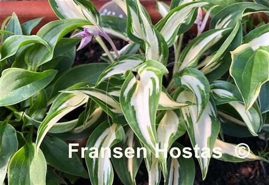 Hosta Hideout