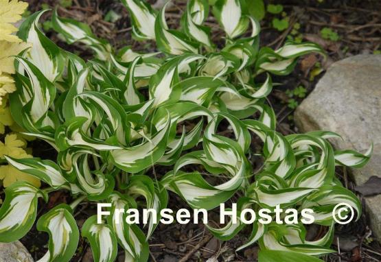 Hosta Hideout