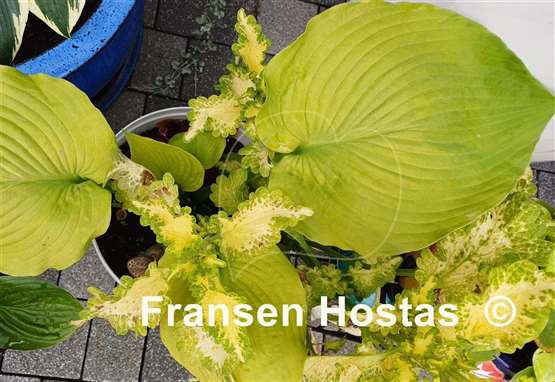 Hosta High Noon