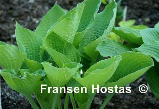 Hosta High Noon