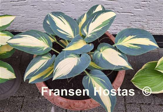 Hosta High Society