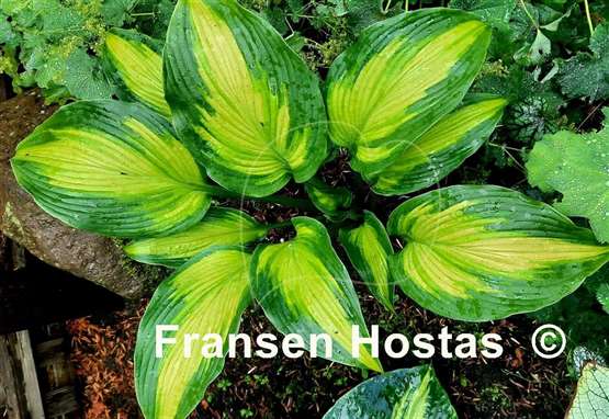Hosta High Voltage 