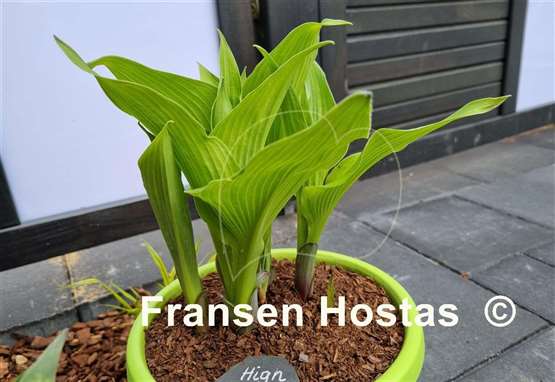 Hosta High Voltage