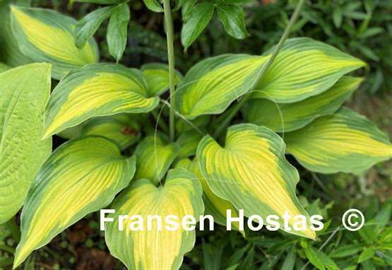 Hosta High Voltage