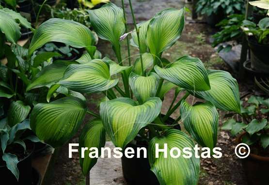 Hosta High Voltage