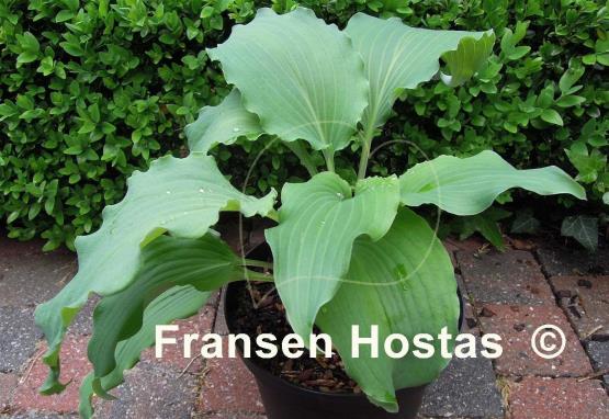 Hosta High Kicker