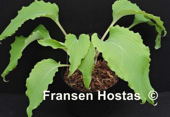 Hosta High Kicker