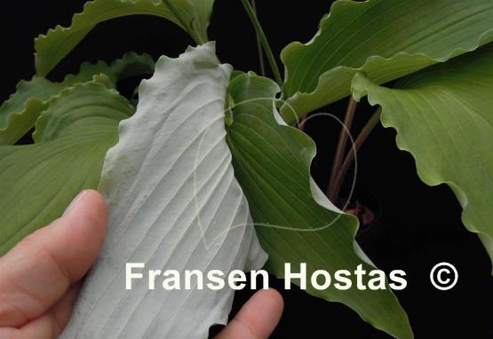 Hosta High Kicker