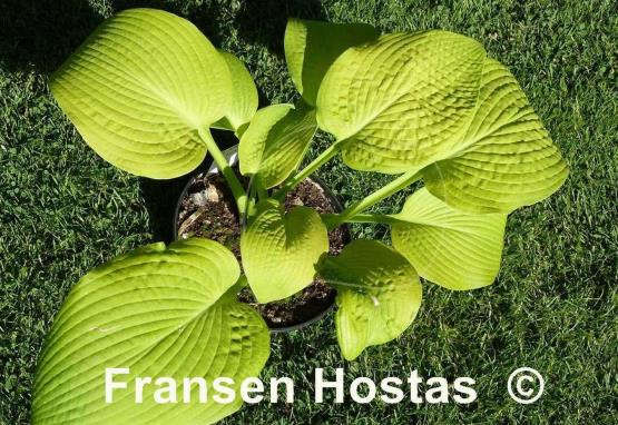 Hosta High Noon