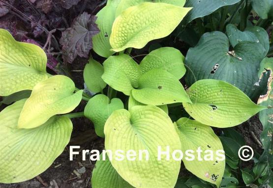 Hosta High Noon