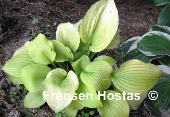Hosta High Noon