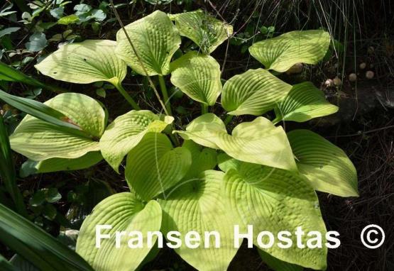 Hosta High Noon