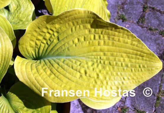 Hosta High Noon