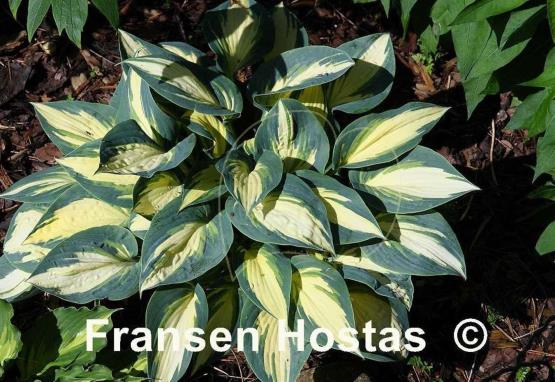 Hosta High Society