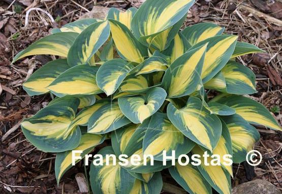 Hosta High Society
