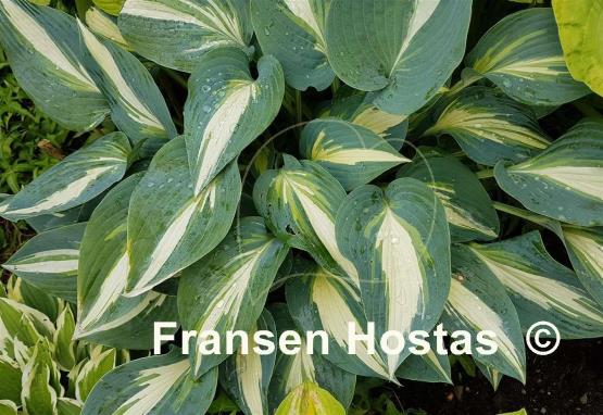 Hosta High Society