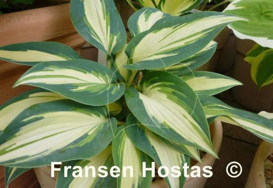 Hosta High Society