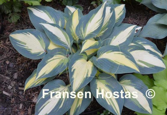 Hosta High Society